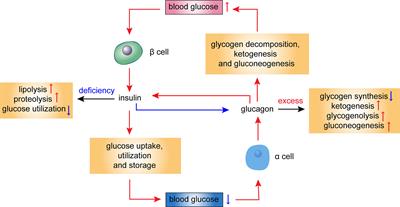 Role of Glucagon and Its Receptor in the Pathogenesis of Diabetes